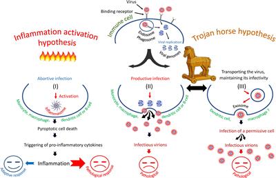 SARS-CoV-2 infection of phagocytic immune cells and COVID-19 pathology: Antibody-dependent as well as independent cell entry